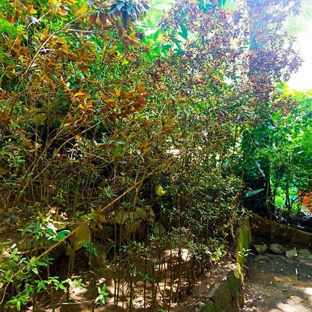 אלה Jungle Face Inn מראה חיצוני תמונה