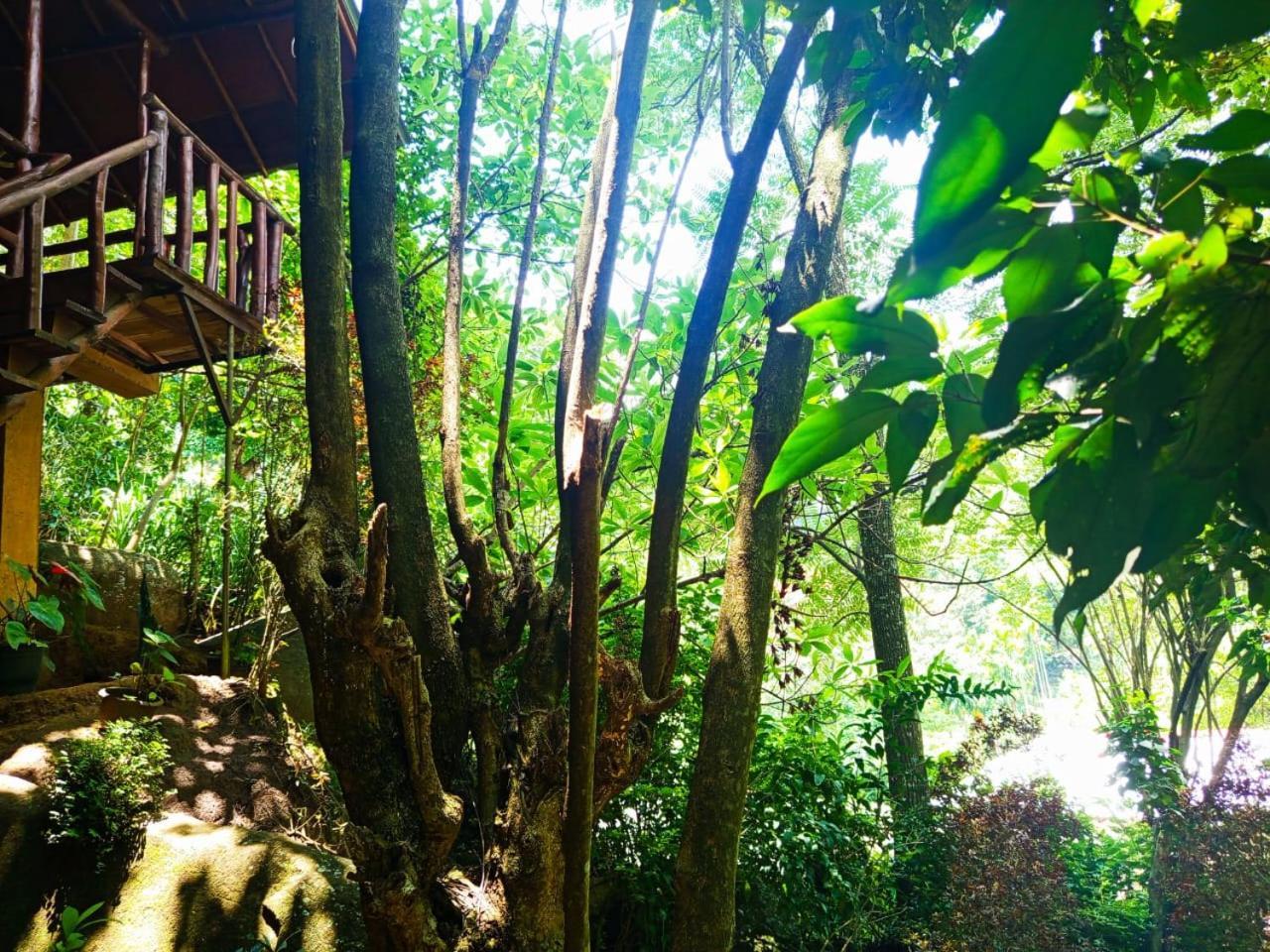 אלה Jungle Face Inn מראה חיצוני תמונה