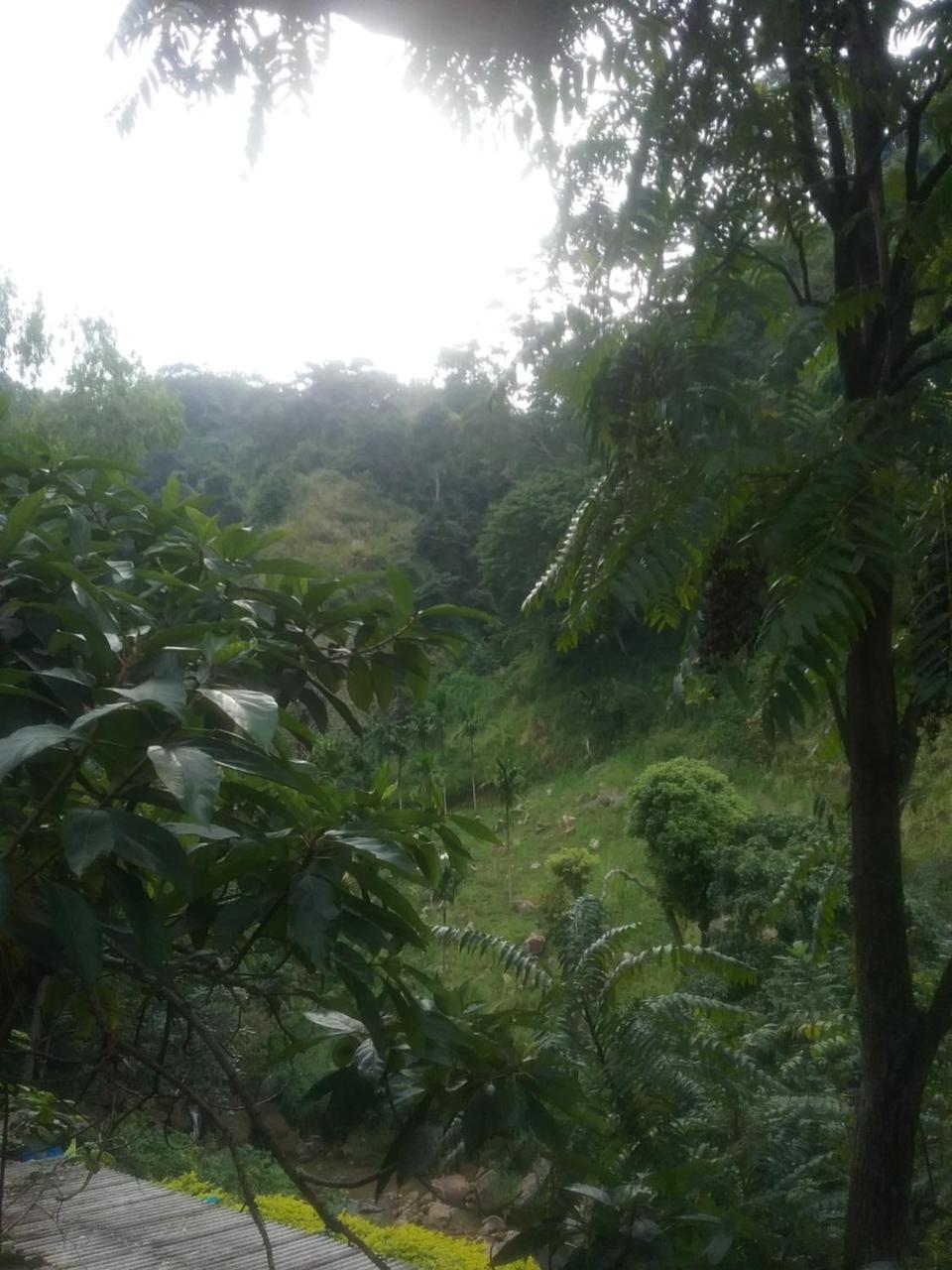 אלה Jungle Face Inn מראה חיצוני תמונה